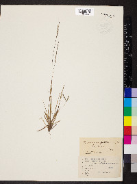 Panicum filiforme image