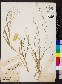 Panicum gattingeri image