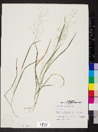 Panicum flexile image