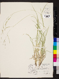 Panicum hallii image