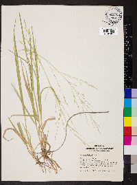 Panicum hallii image