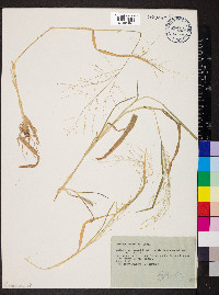 Panicum hirticaule image