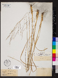 Panicum combsii image