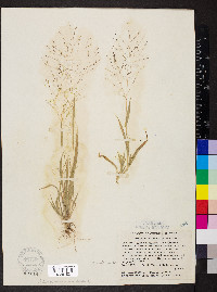 Panicum philadelphicum image