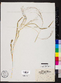 Panicum philadelphicum image