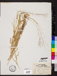 Panicum philadelphicum image