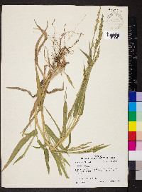 Panicum ramosum image