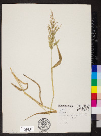 Panicum ramosum image