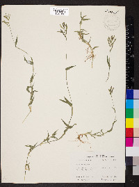 Urochloa reptans image