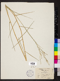 Panicum repens image