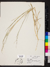 Panicum repens image