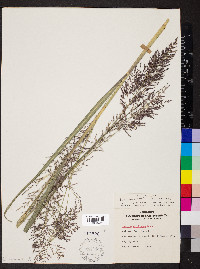 Panicum stipitatum image