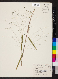 Kellochloa verrucosa image