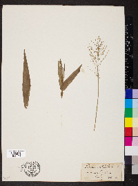 Dichanthelium latifolium image