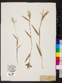 Dichanthelium oligosanthes image
