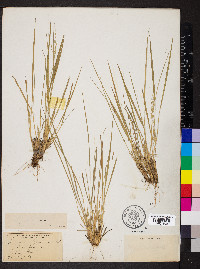 Dichanthelium linearifolium image