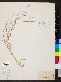 Panicum antidotale image