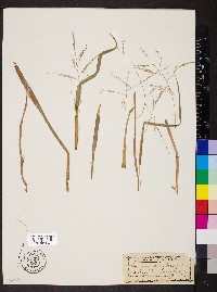 Panicum antidotale image