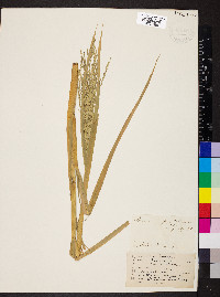 Panicum antidotale image