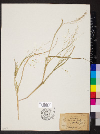 Panicum antidotale image