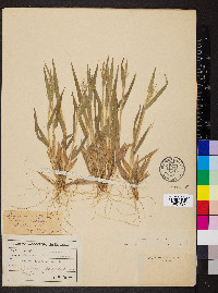 Panicum pseudopubescens image