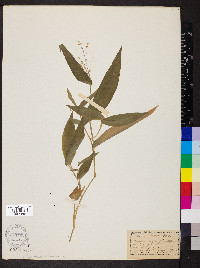 Dichanthelium xanthophysum image