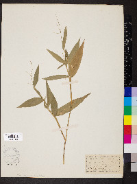 Dichanthelium xanthophysum image