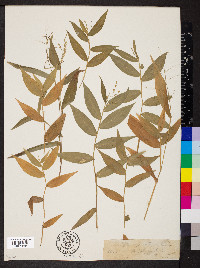 Dichanthelium xanthophysum image