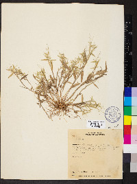 Panicum sabulorum image