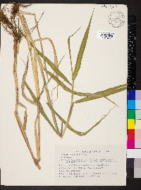 Panicum barbinode image