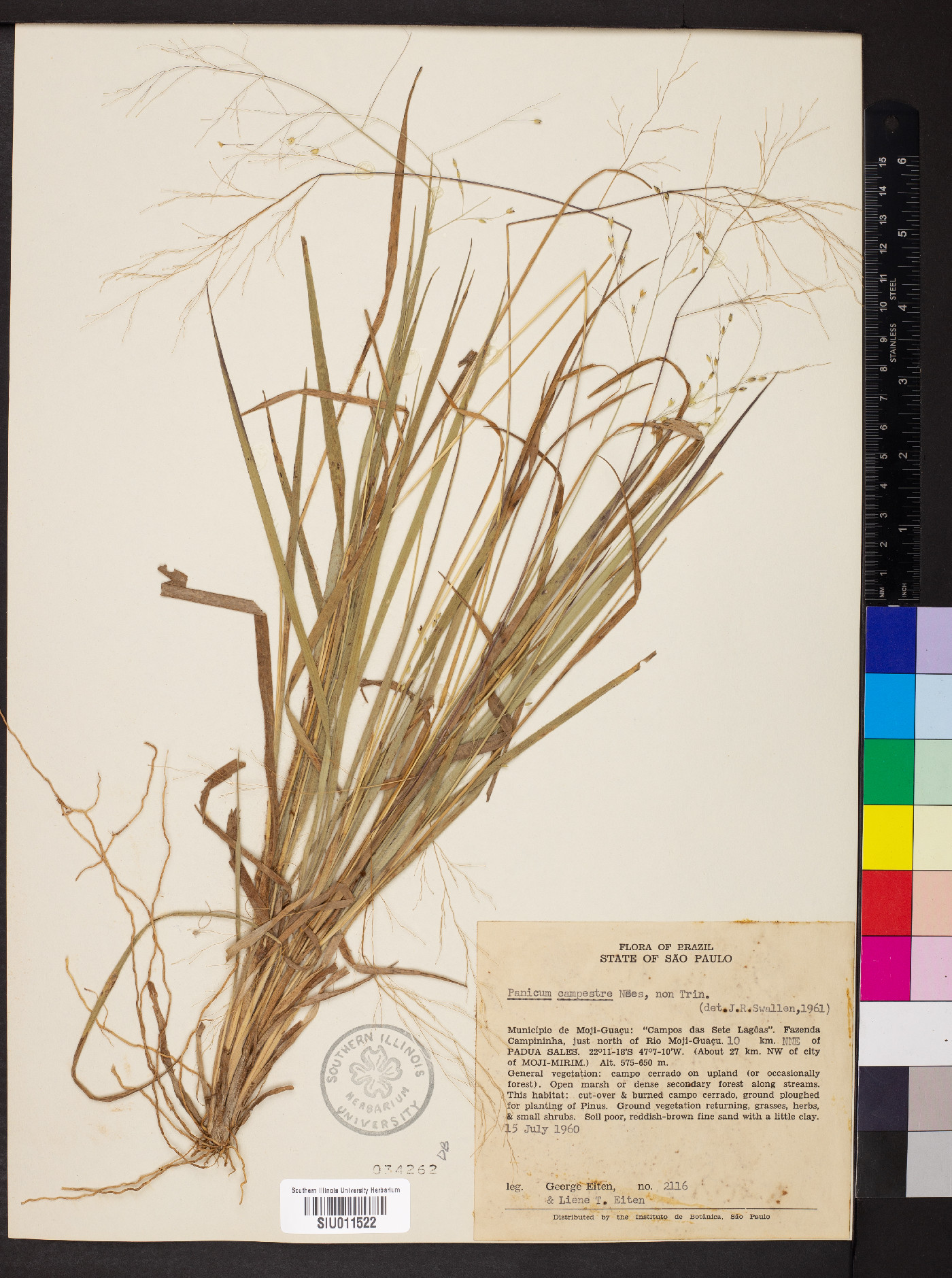 Panicum campestre image