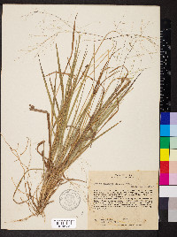 Panicum campestre image