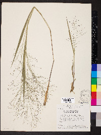 Panicum cervicatum image