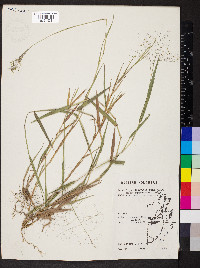 Panicum cyanescens image