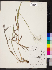 Panicum cyanescens image