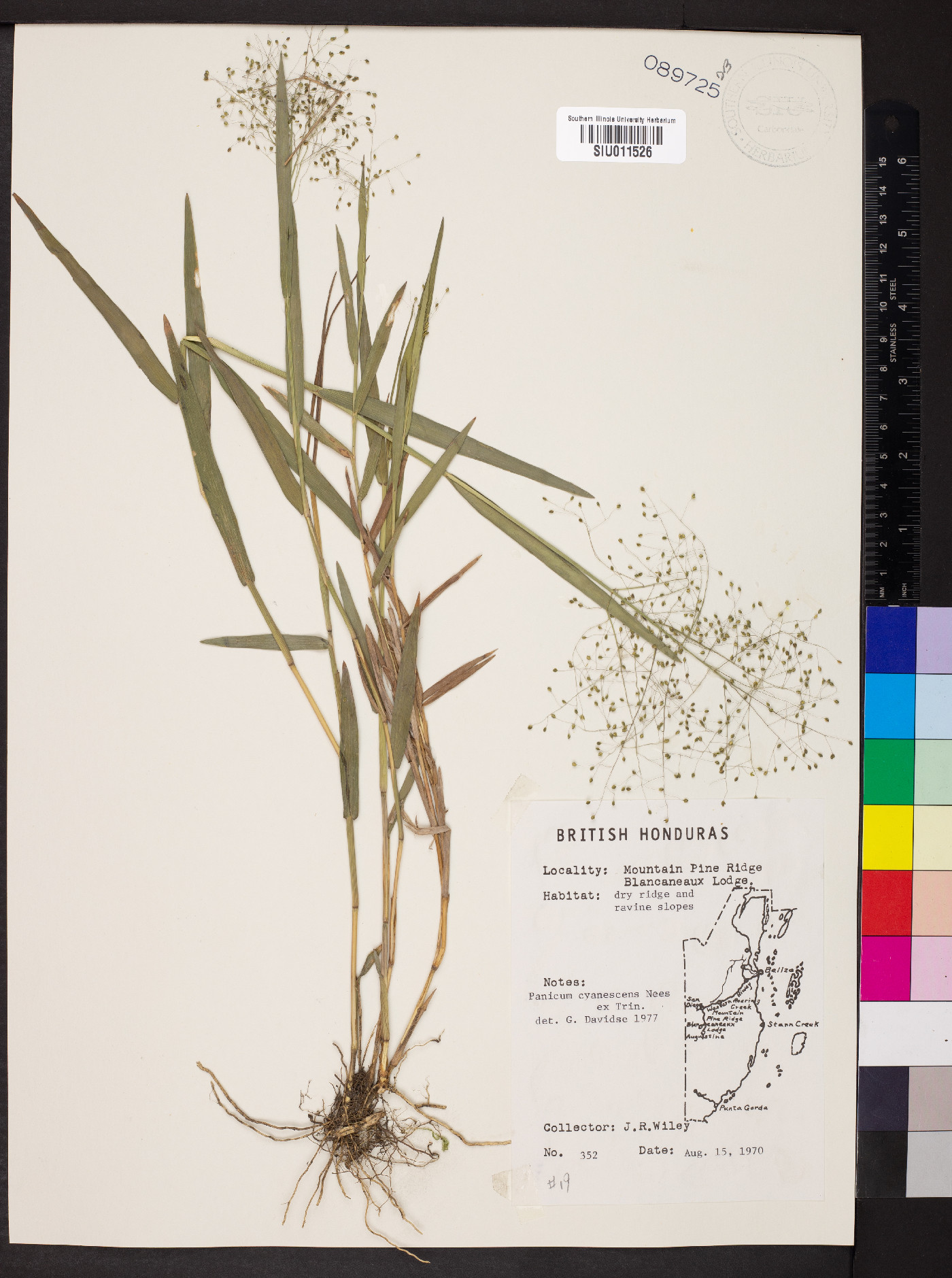 Panicum cyanescens image