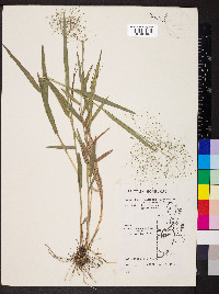 Panicum cyanescens image