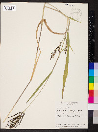 Urochloa fusca image