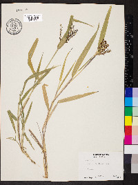 Urochloa fusca image