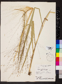 Panicum olyroides image