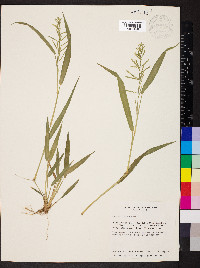 Panicum pilosum image