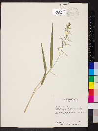 Panicum pilosum image