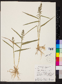 Panicum pilosum image