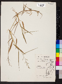 Panicum pilosum image