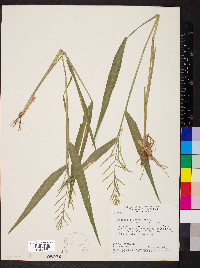 Panicum pilosum image