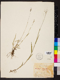 Panicum procurrens image