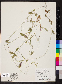 Panicum pulchellum image