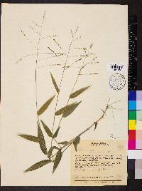 Panicum sellowii image