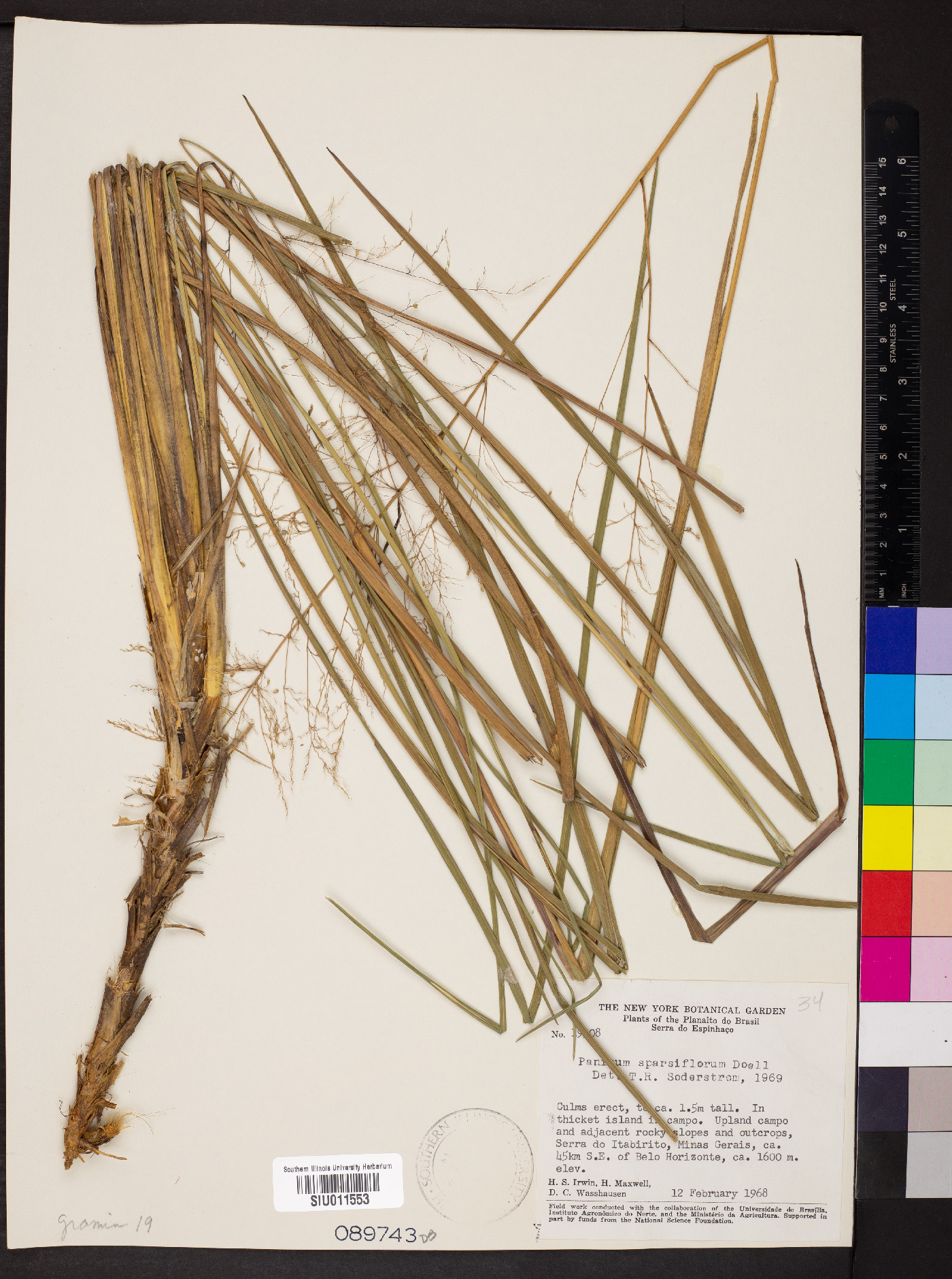 Panicum sparsiflorum image