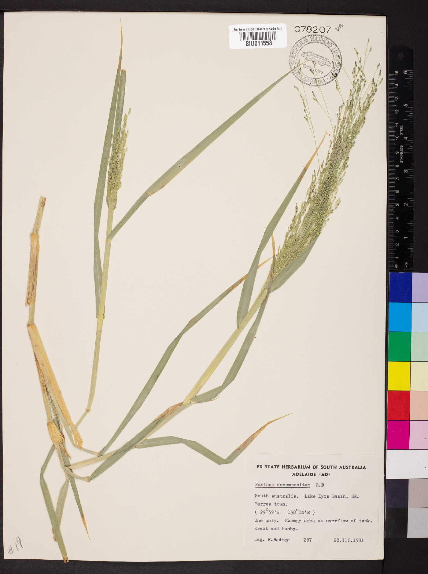 Panicum decompositum image